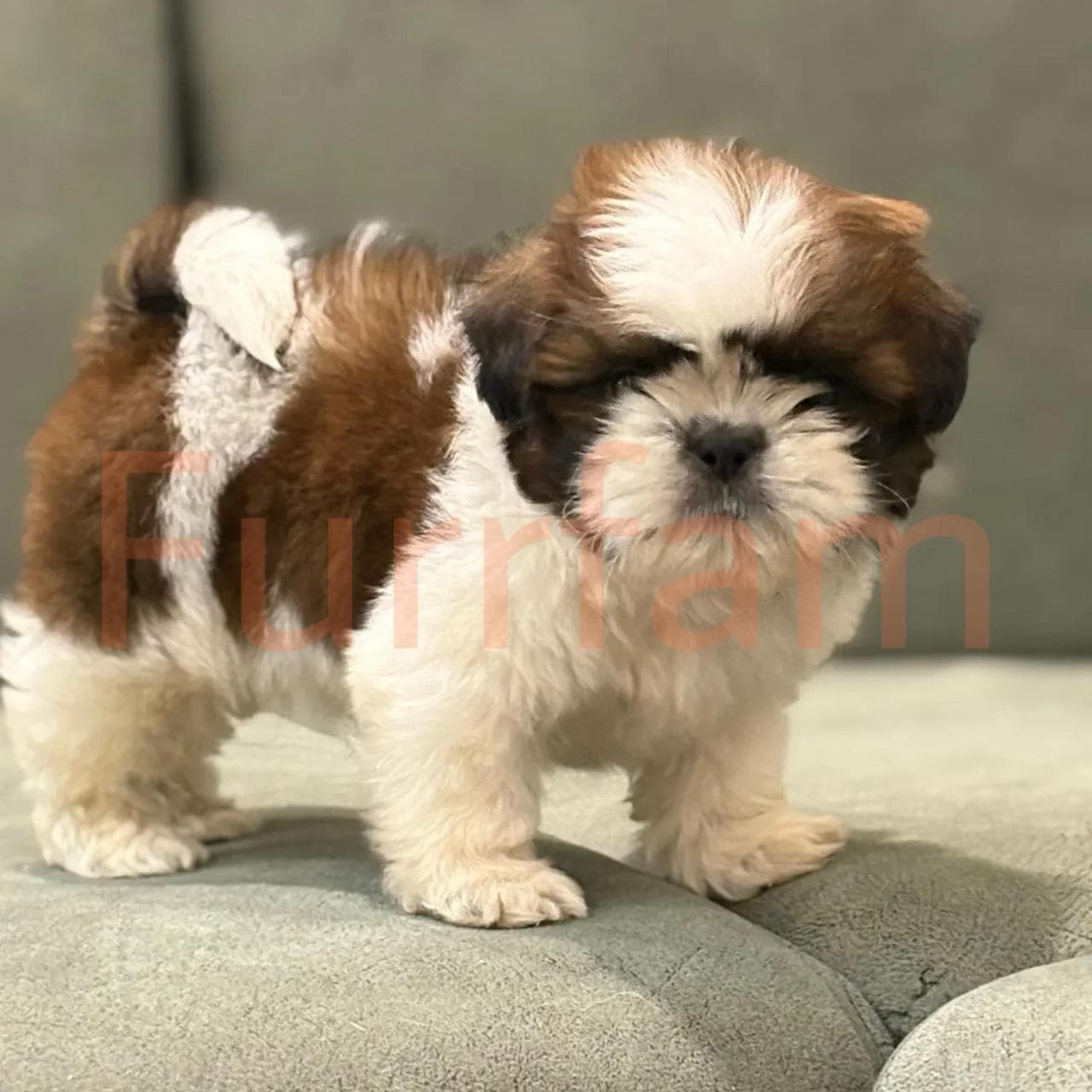 Shih Tzu