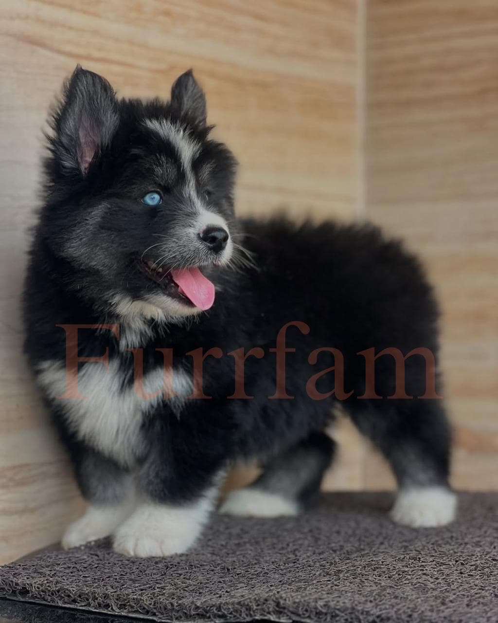 Siberian Husky photo 2