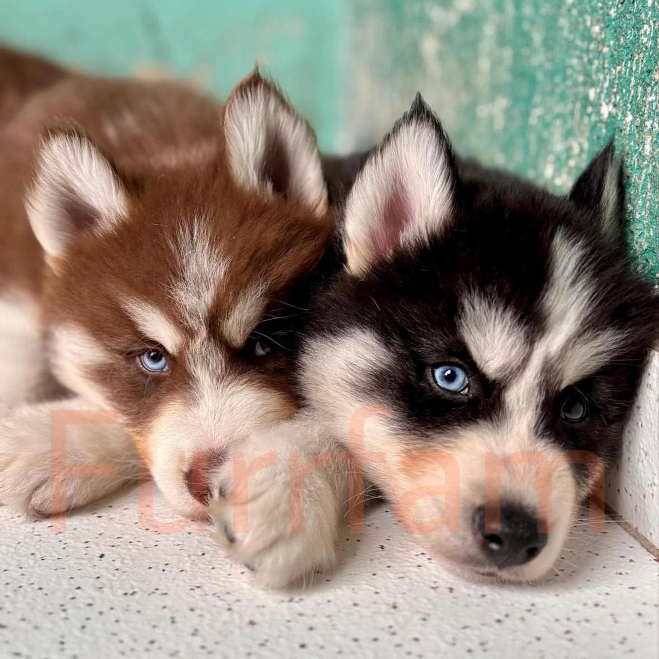 Siberian Husky