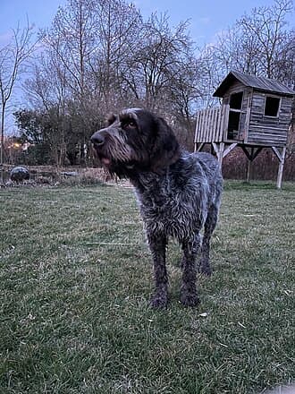 Spinone Italiano