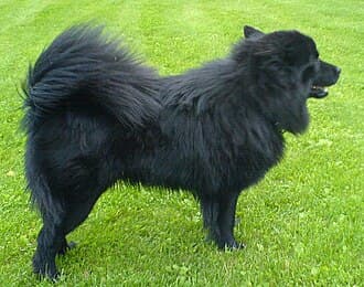Svensk Lapphund