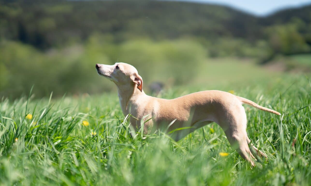Nutrition Guide: A Healthy Dog Diet for Indian Pet Parents