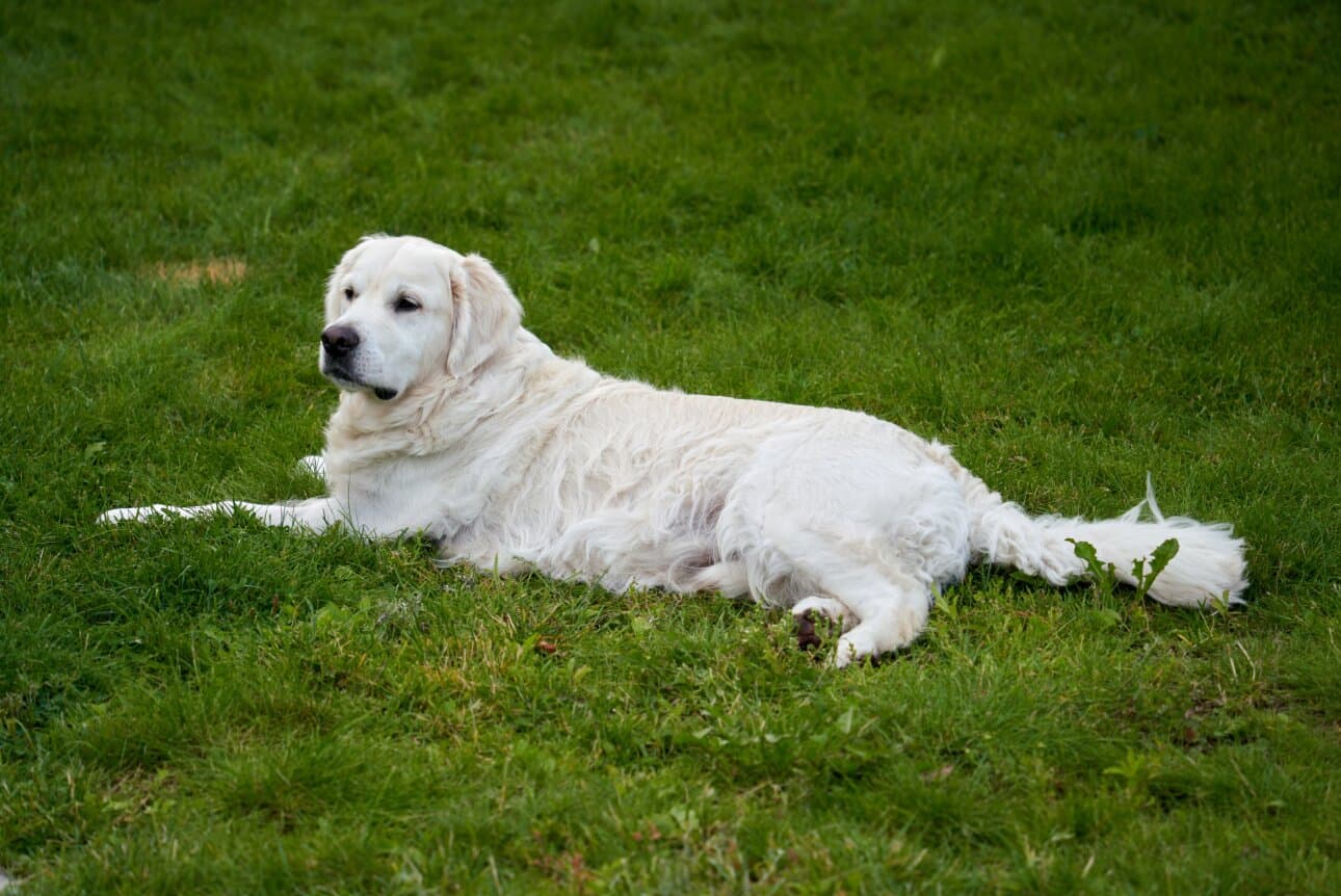 Choosing Dog Food by Life Stage in India: Puppy, Adult & Senior