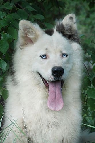 Yakutskaya Laika