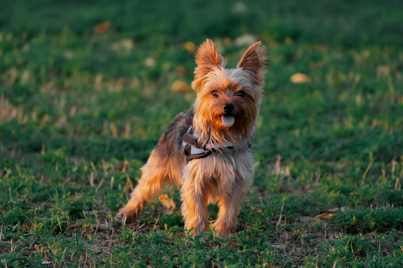 Hypoallergenic Dog Breeds in India: What You Should Know