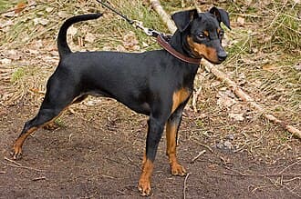 Zwergpinscher
