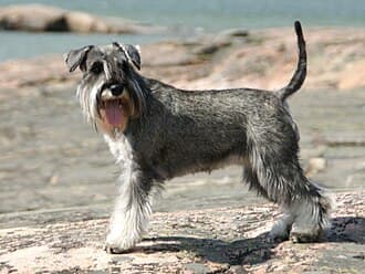 Zwergschnauzer