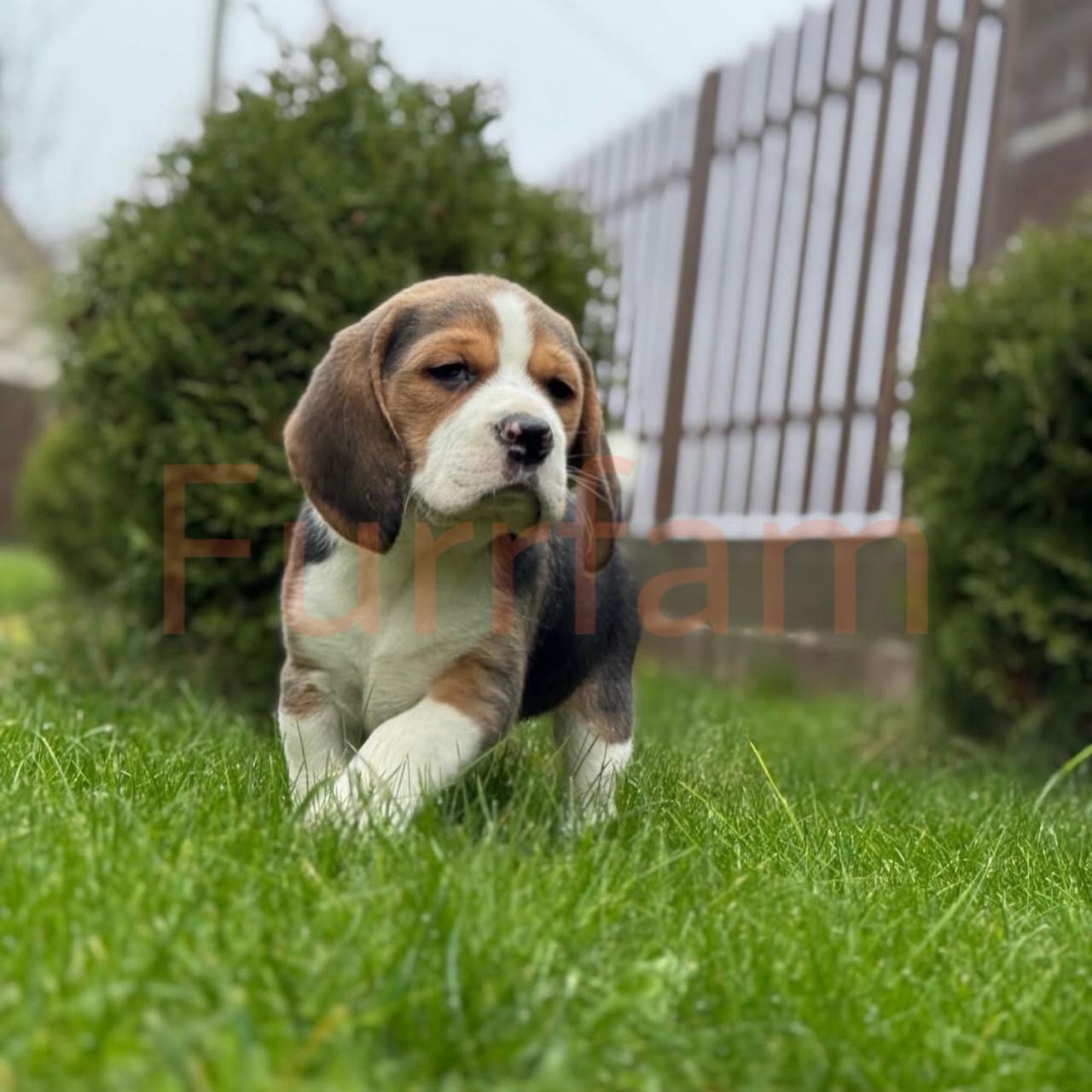 Beagle