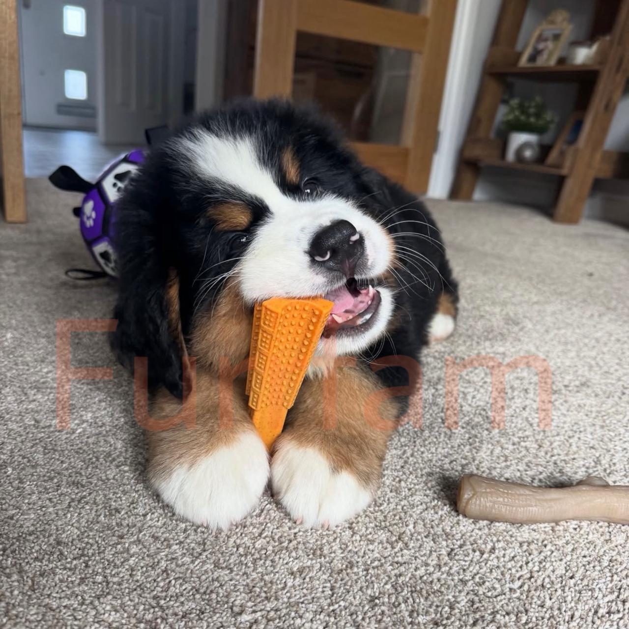 Bernese Mountain Dog