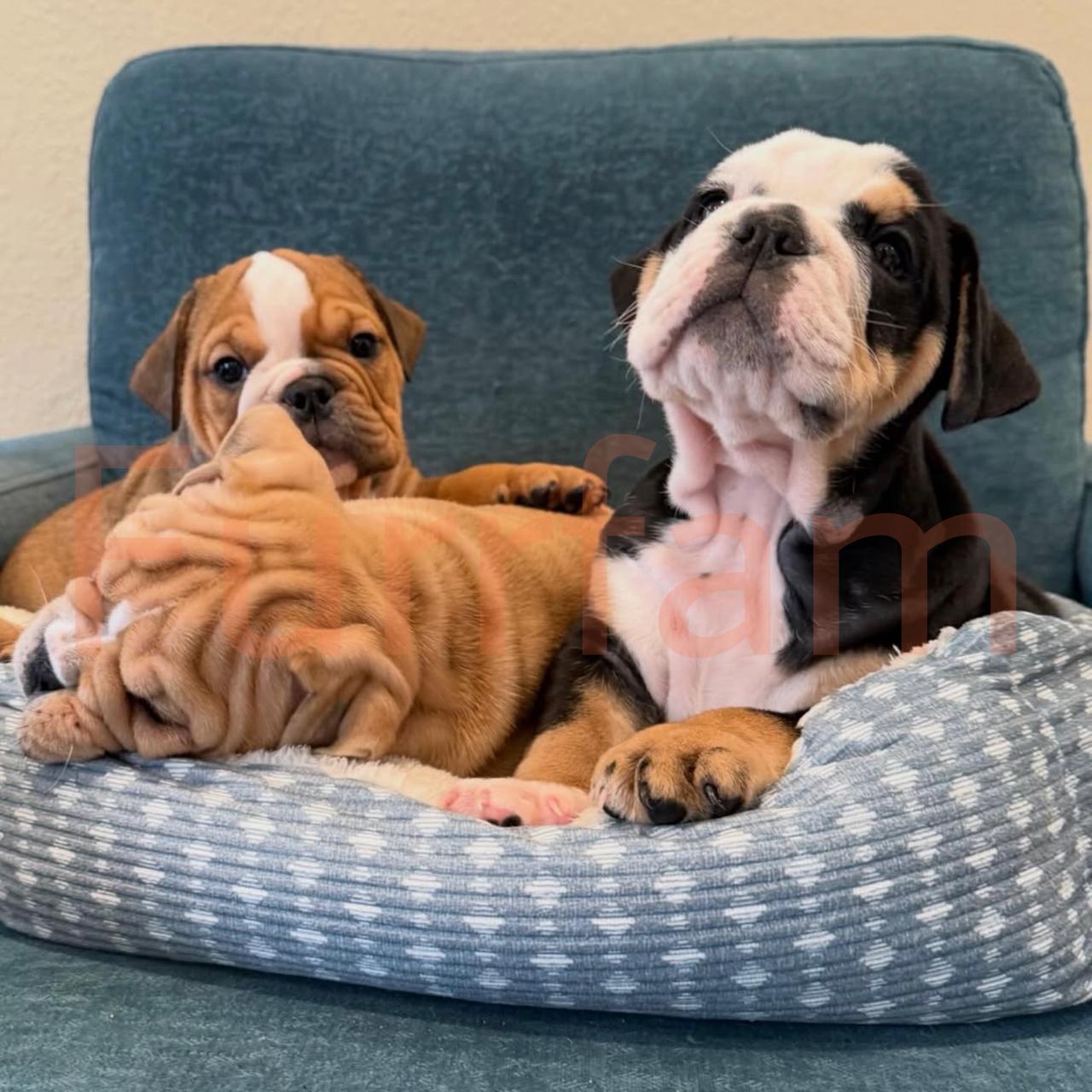 English Bulldog