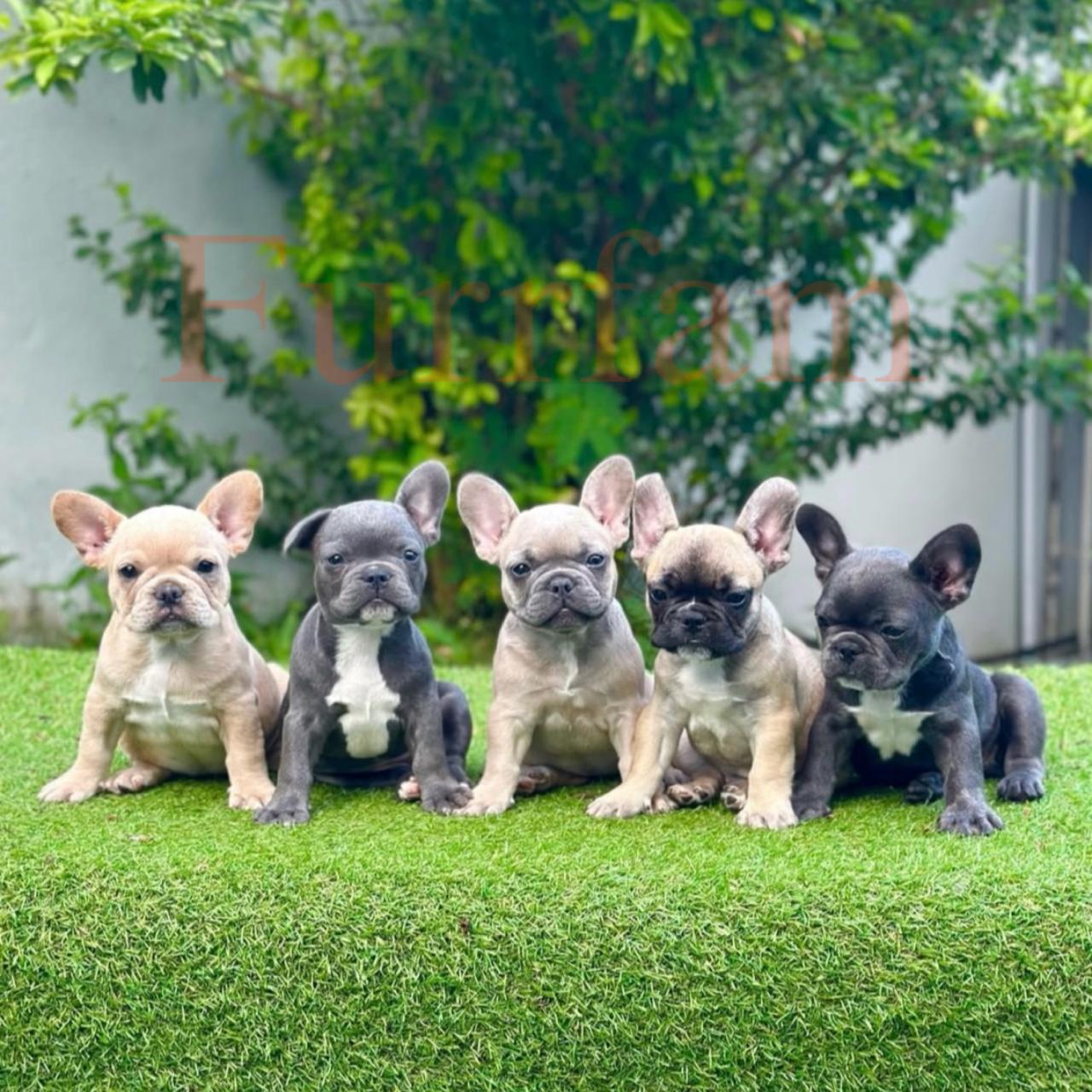 French Bulldog