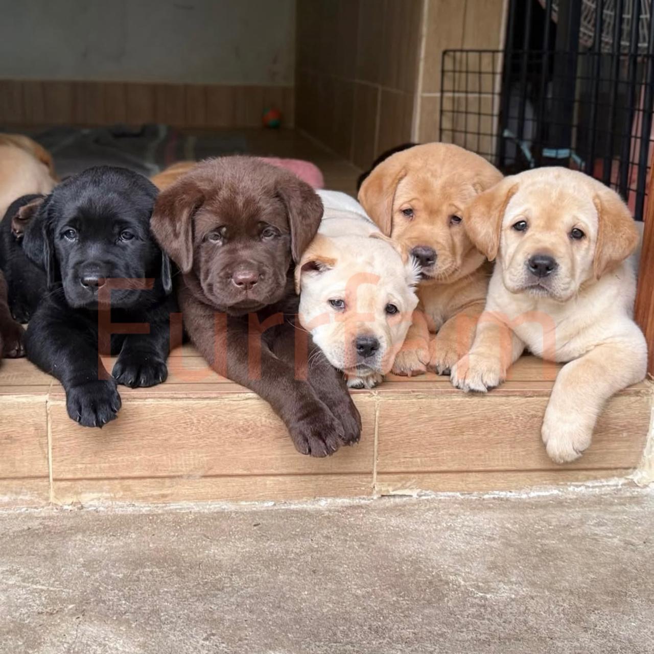 English Labrador