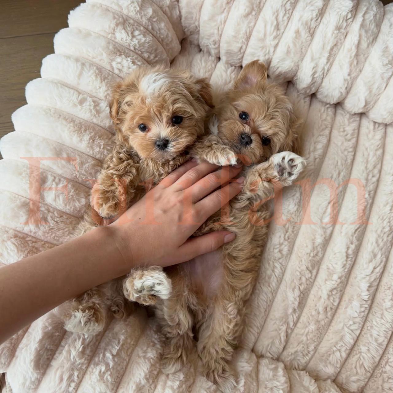 Maltipoo