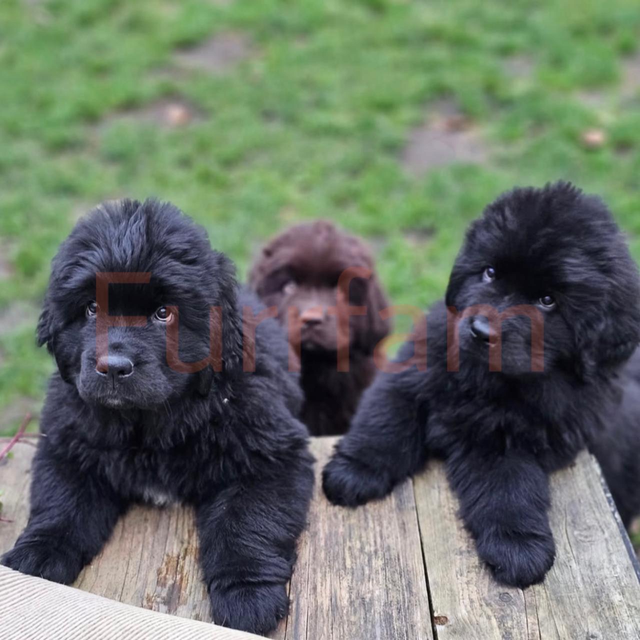 Newfoundland