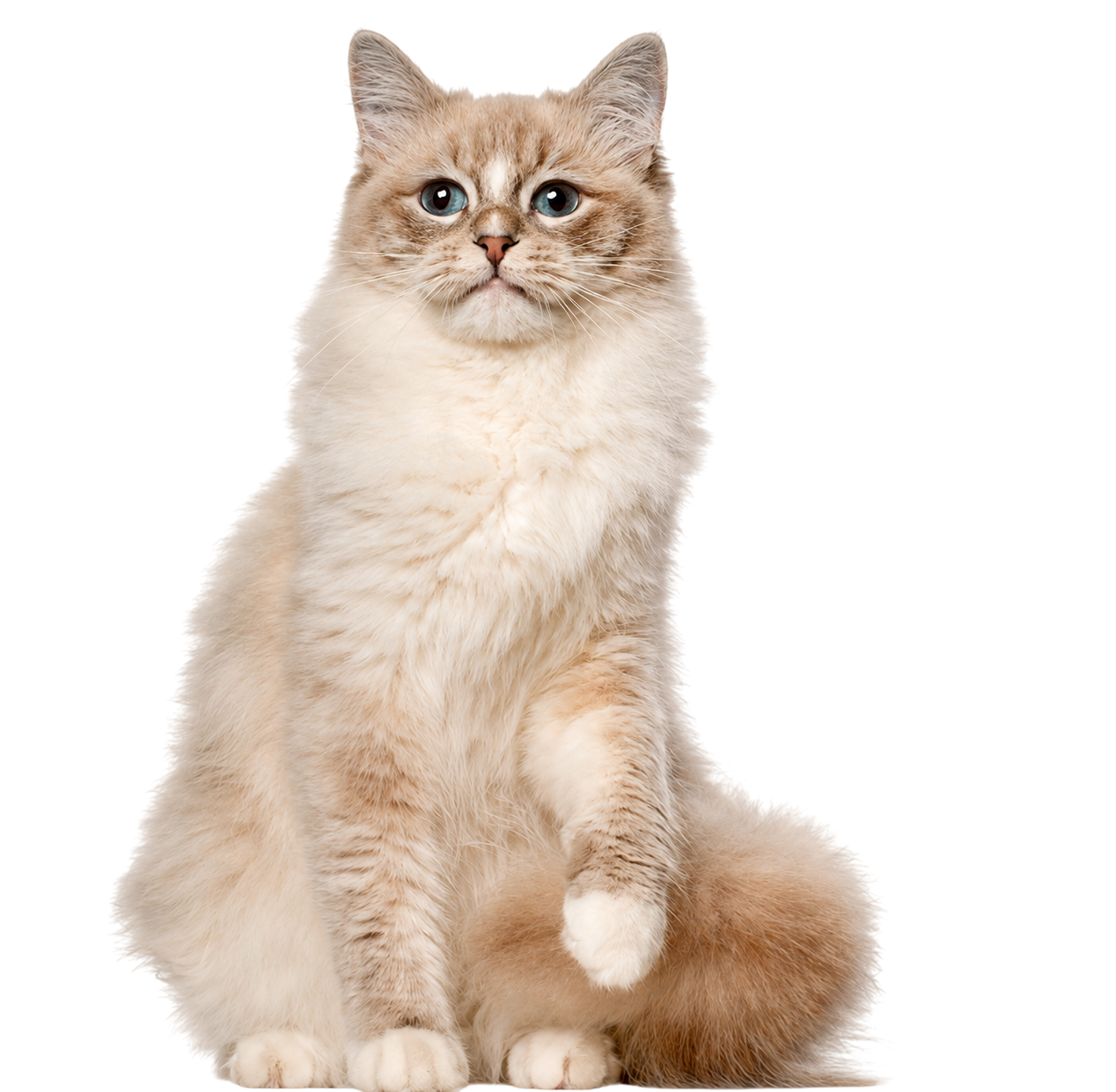 Ragdoll