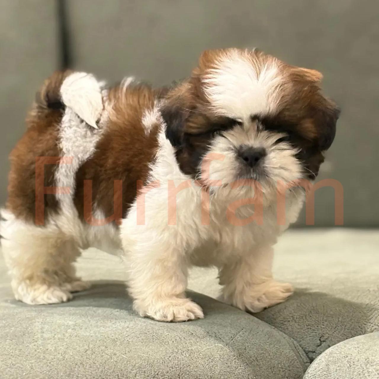 Shih Tzu